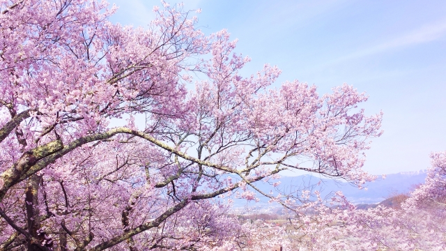 大河原の桜まつりのおすすめスポットと一目千本桜の開花状況 一日一物知り