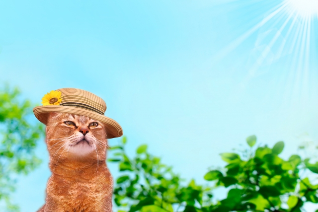 猫の熱中症対策 暑さに対抗おすすめ案と夏バテ予防グッズをご紹介 一日一物知り